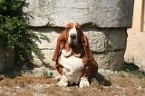 BASSET HOUND 183